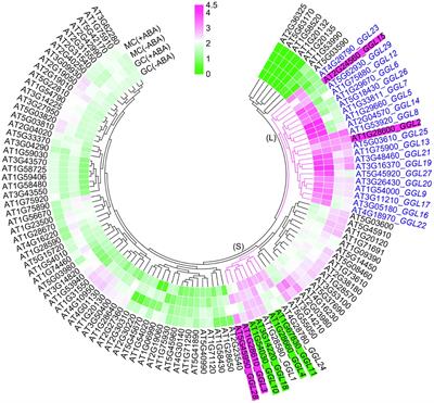 Expression Pattern and Functional Analyses of Arabidopsis Guard Cell-Enriched GDSL Lipases